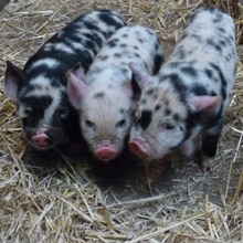 Fishers Mobile Farm Kunekune piglets - 3 weeks old